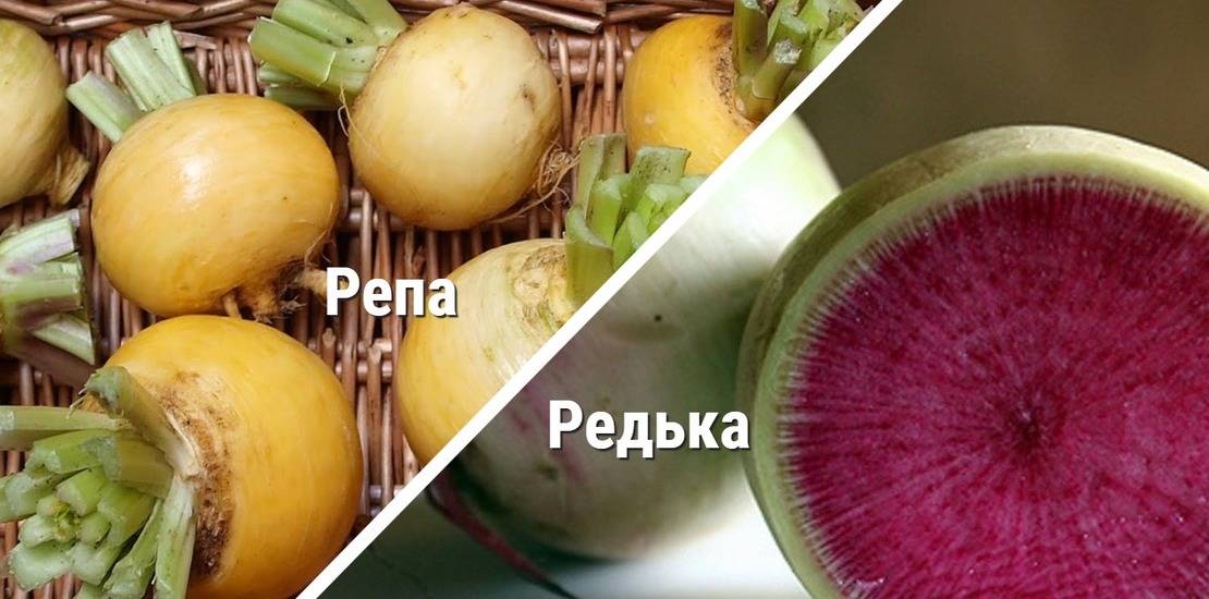 Репа и редька это одно и тоже - ogorod.guru