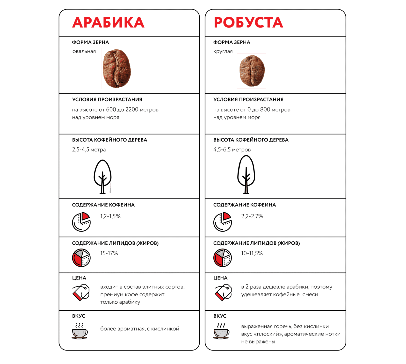 Сорта кофе: робуста и арабика – в чем различия и что лучше выбирать?