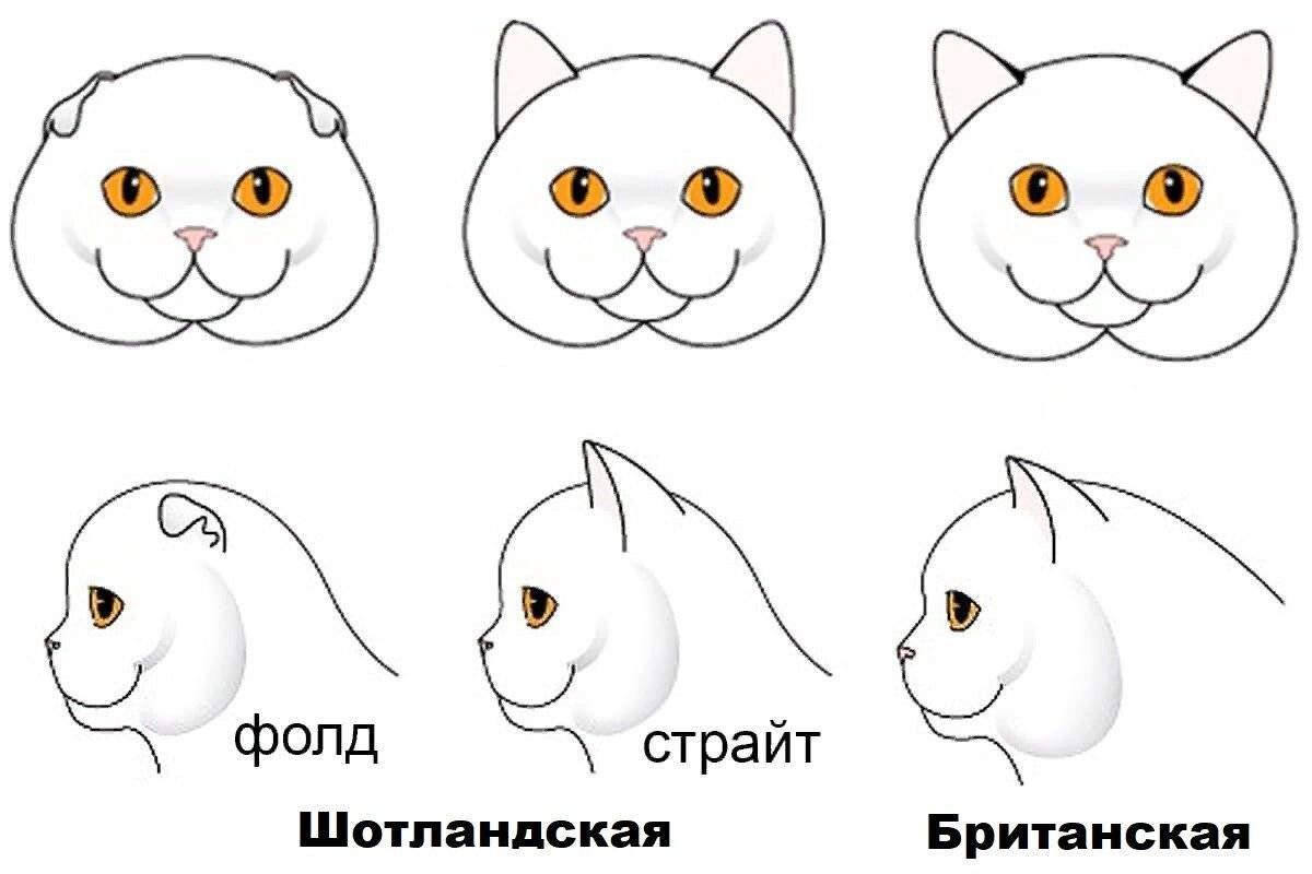 Отличительные черты британской породы кошки от шотландской