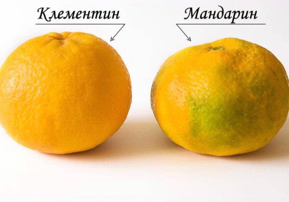 Что лучше мандарин или апельсин? | zakluchenie.com