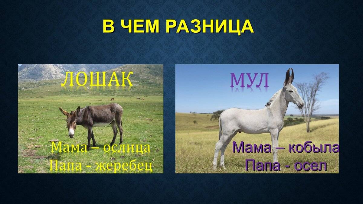 Ишак и осел: разница и в чем отличие между животными, сравнение с мулом