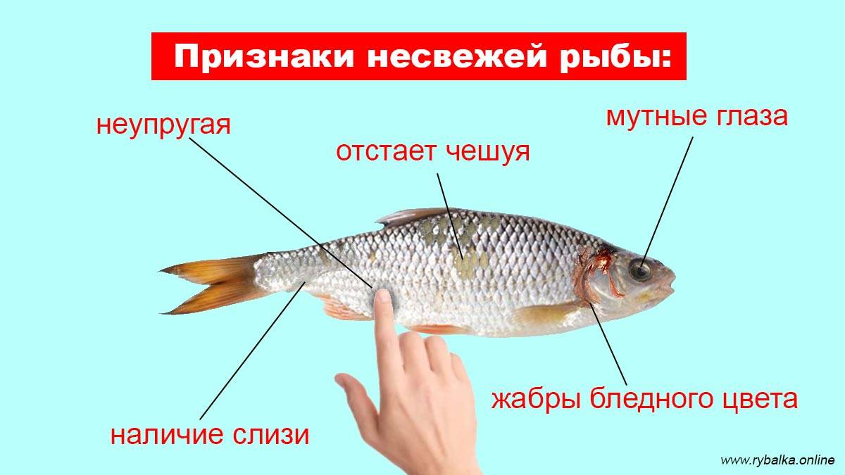 Отличие свежей рыбы от несвежей