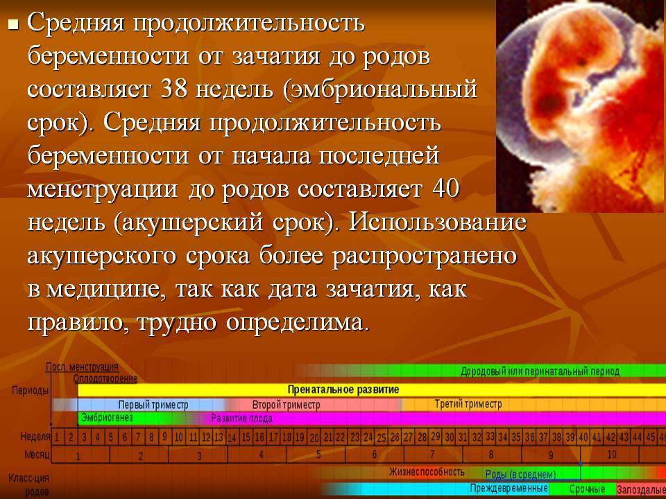 Как определить и посчитать срок беременности (акушерский и эмбриональный). как не запутаться в сроках