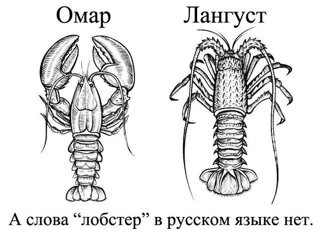 Чем отличается рак от лобстера: описание и отличия. омары