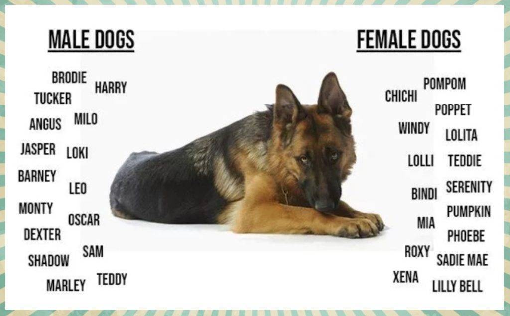 Как назвать собаку: популярные клички