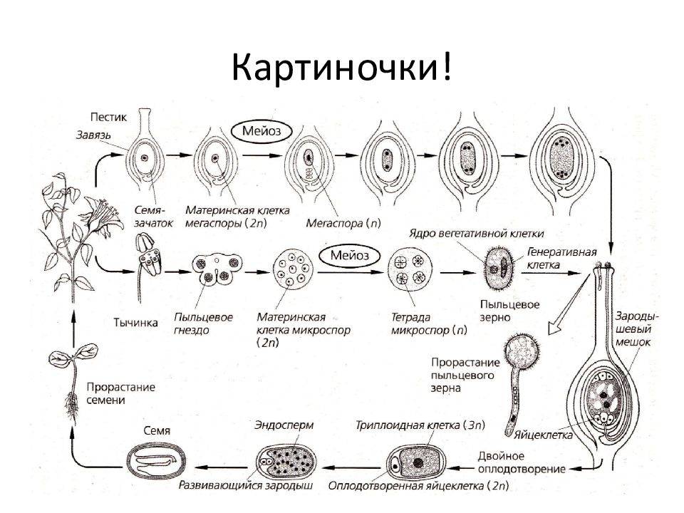 Размножение голосеменных и покрытосеменных растений