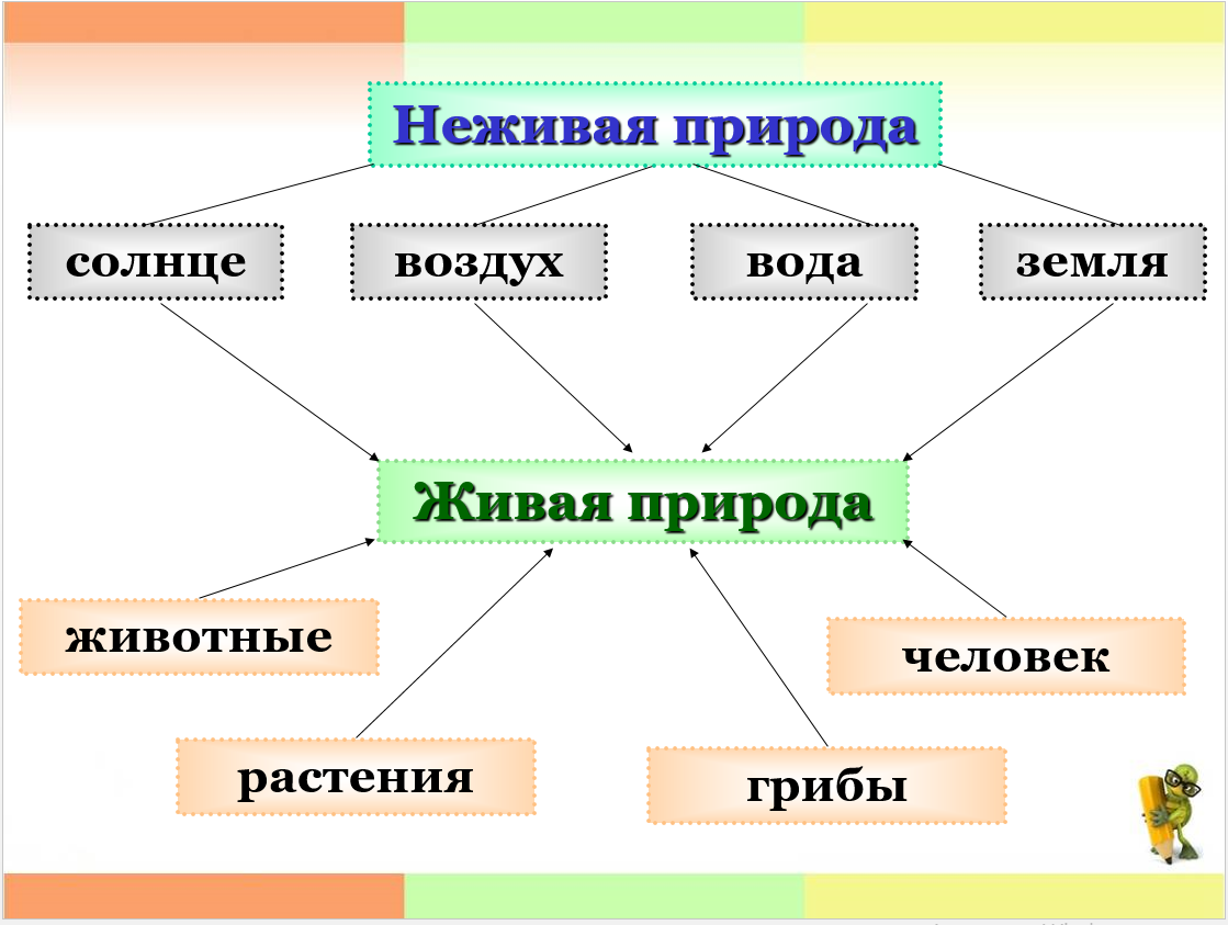 Что относится к живой природе и неживой: доходчивое объяснение