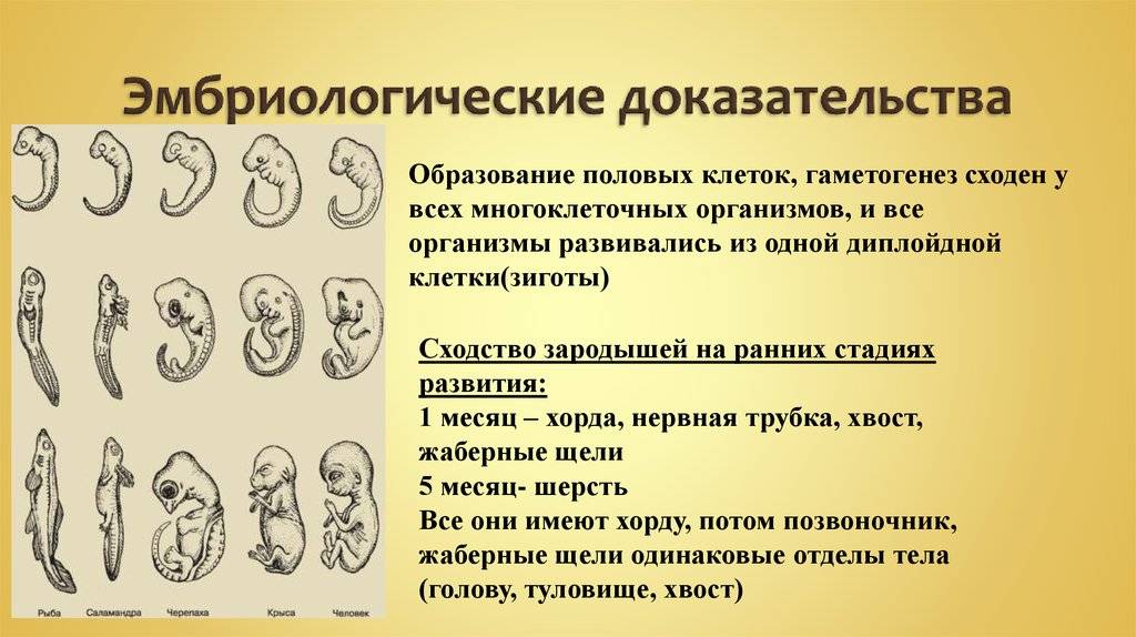 Класс млекопитающие