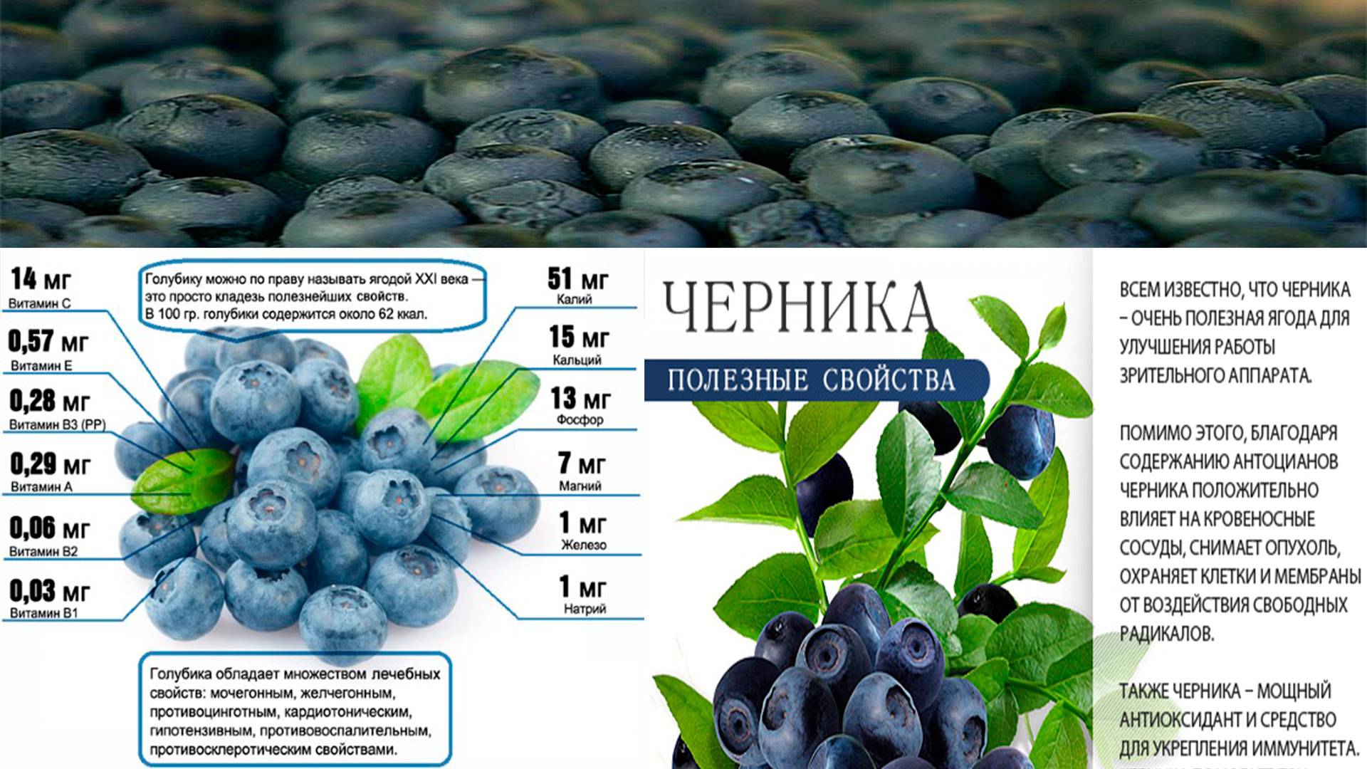 Все отличия ягод черники и голубики