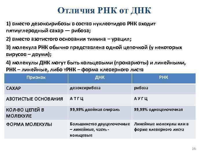 Днк и рнк: определение, различия, функции и многое другое