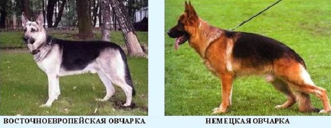 Чем немецкая овчарка отличается от восточно-европейской