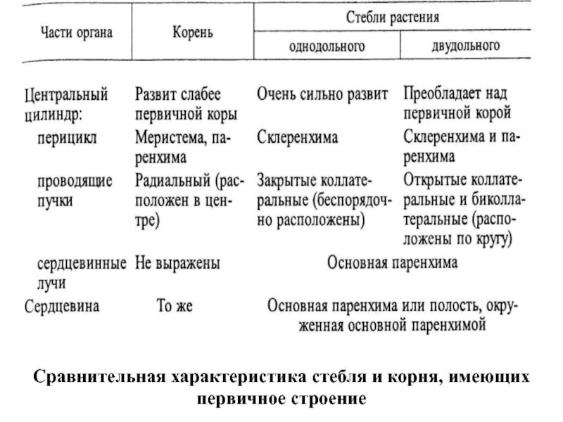 Корневище отличается от корня