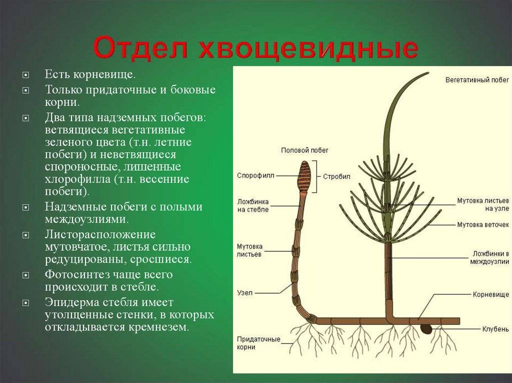 В чем отличия корневища и корня у растений — сравнение для 6 класса