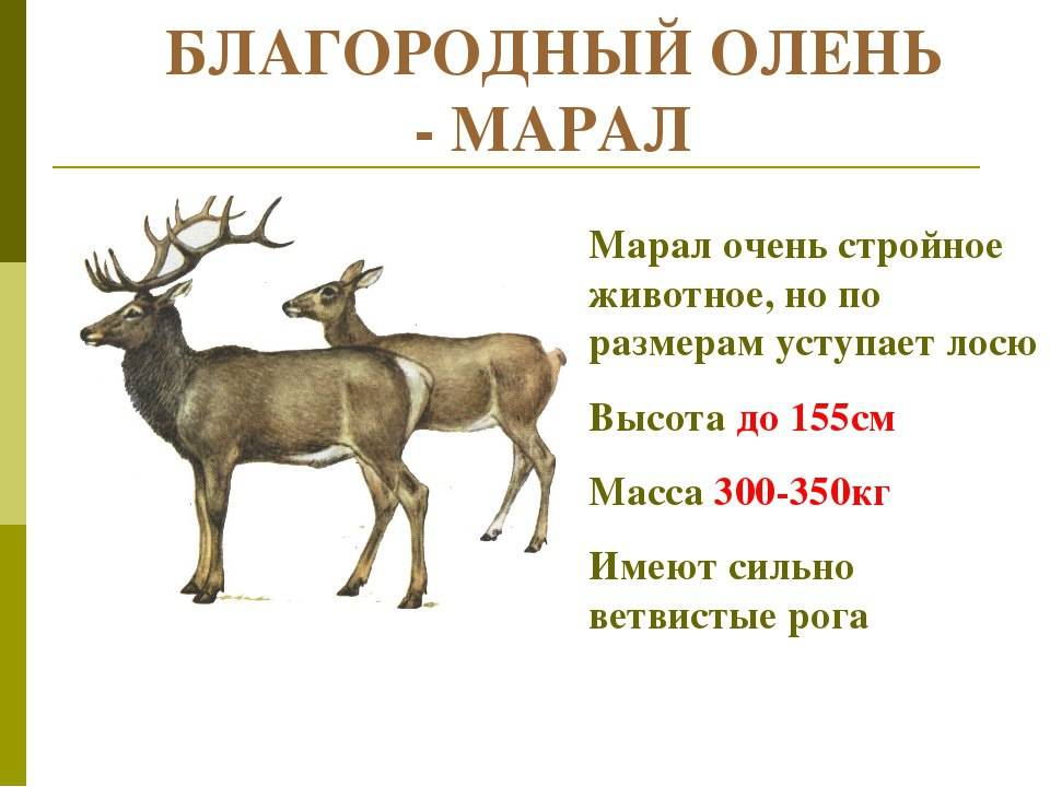 Рогатое копытное животное лесной лось и северный олень