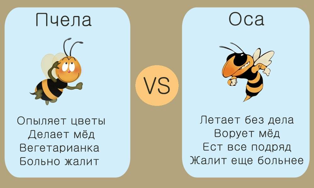 Чем отличается оса от пчелы: описание, внешний вид, образ жизни, поведение, укусы, опасность