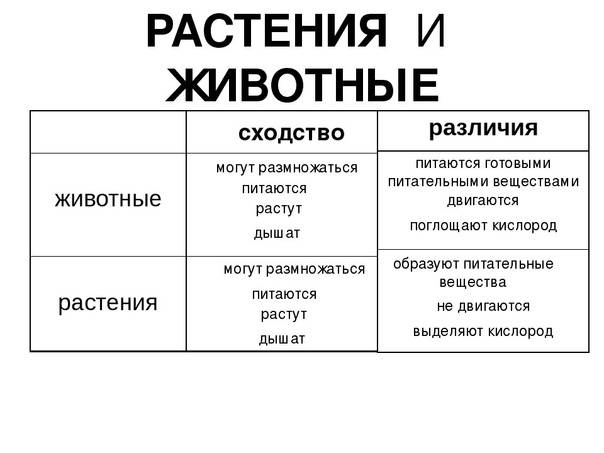 Чем растения отличаются от других живых существ