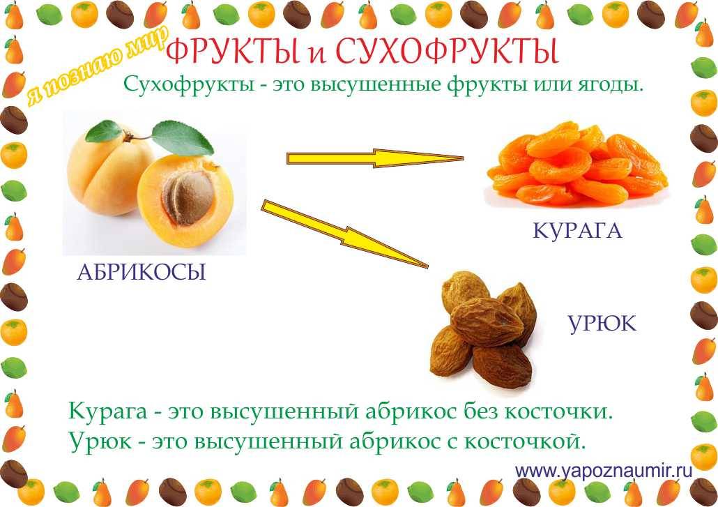 Отличие кураги от урюка - особенности, характеристики и влияние на организм - glavnyguru.ru