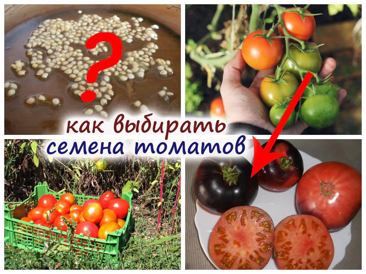 Томаты и помидоры в чем разница