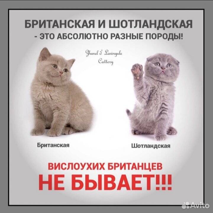 Основные отличия британских кошек от шотландских: мнение эксперта |