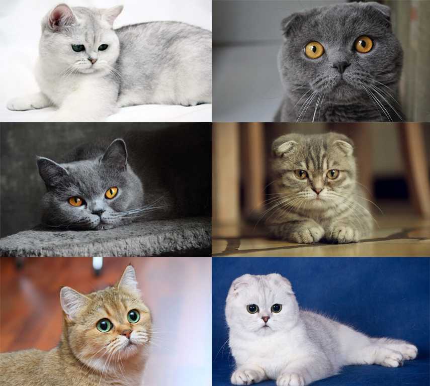 Отличие шотландских кошек от британских - фото, кого выбрать, характер