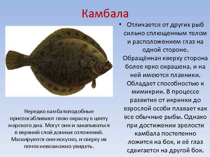 Чем отличается камбала-ёрш от обычной камбалы
