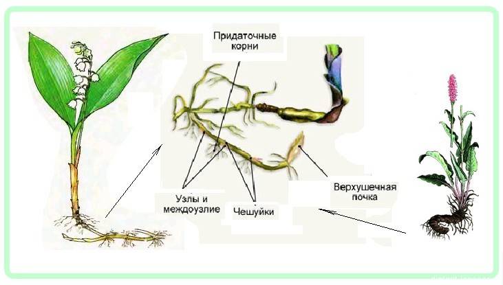 Чем отличается корень от корневища. разница между корневищем и корнем