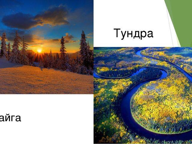Что такое тайга и чем она отличается от тундры?