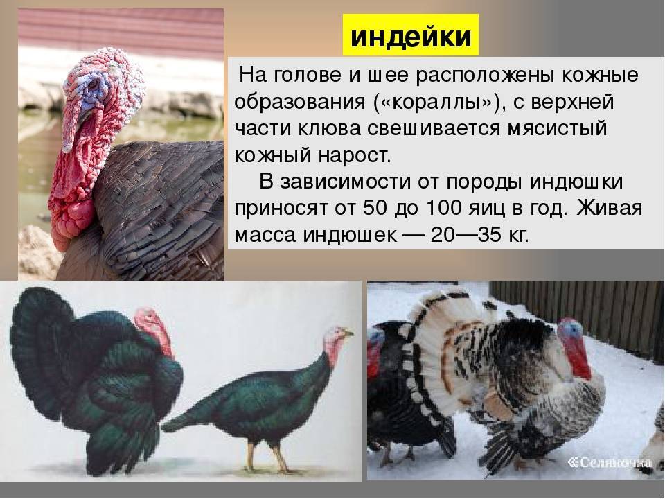 Индюк и индюшка — ответы на частые вопросы -