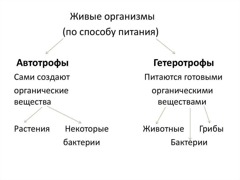 Автотрофы и гетеротрофы - классификация, условия и источники питания