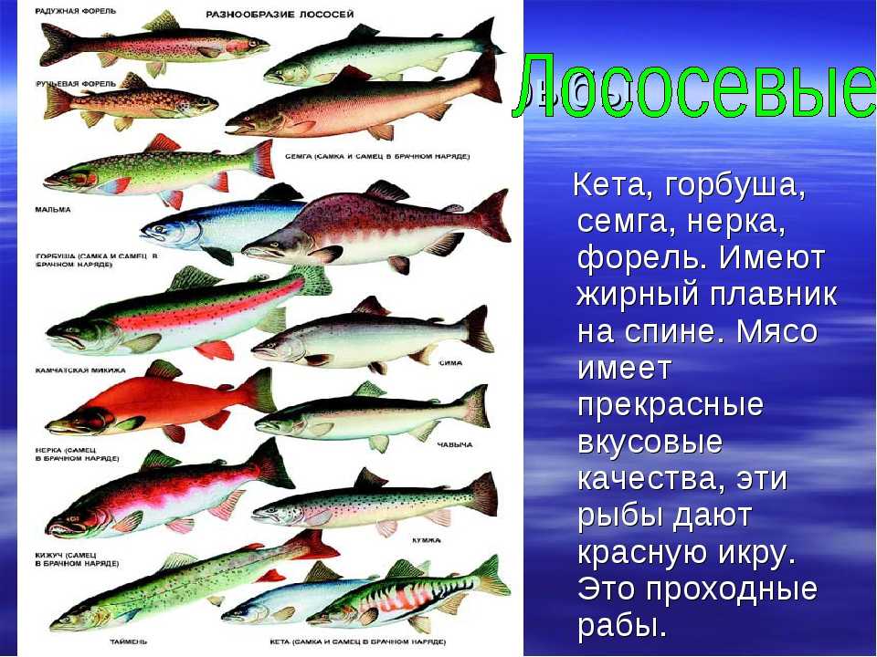 Названия и фото лососевых рыб