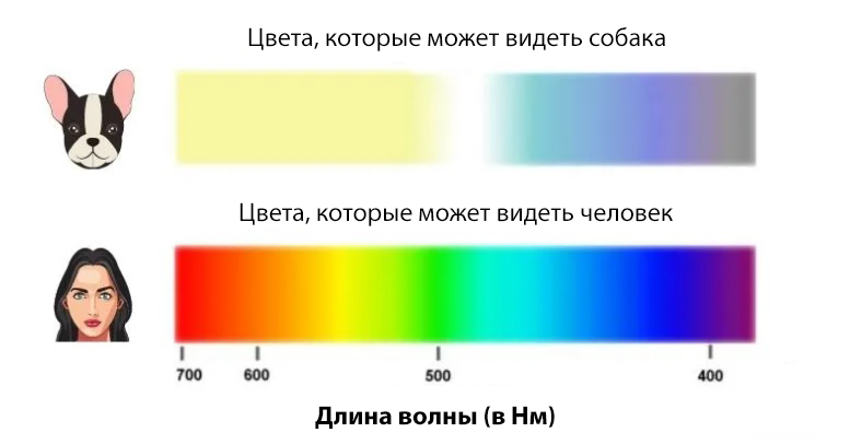 Как собаки видят наш мир: цветовая гамма, угол обзора и другие нюансы, какие могут быть проблемы со зрением у собак