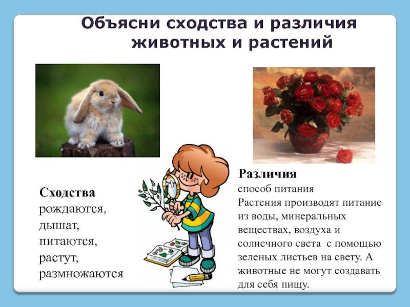 Чем животные принципиально отличаются от растений – сравнительная таблица