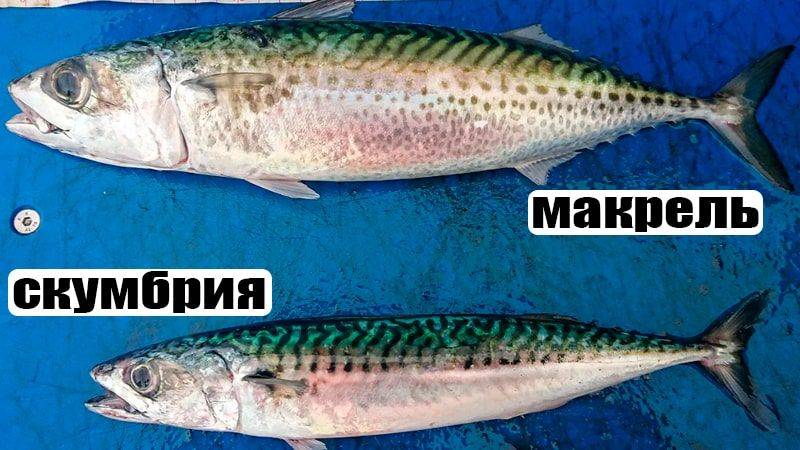 Разница между макрелью и скумбрией