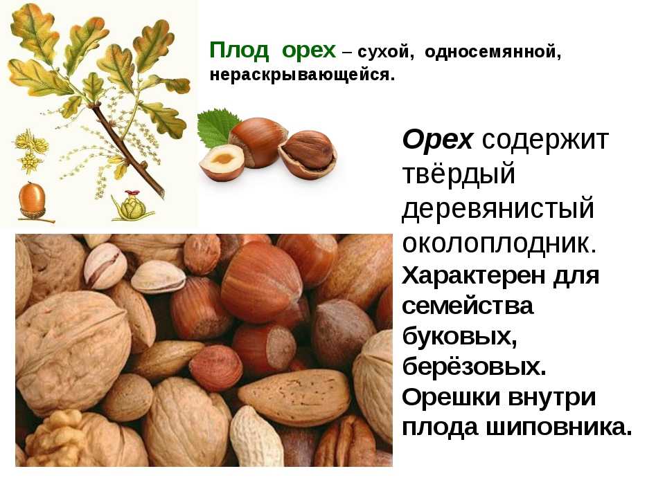 Полезные свойства и потенциальный вред фундука для организма