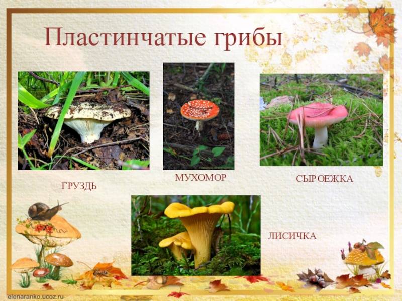 Чем грибы принципиально отличаются от растений – основные признаки