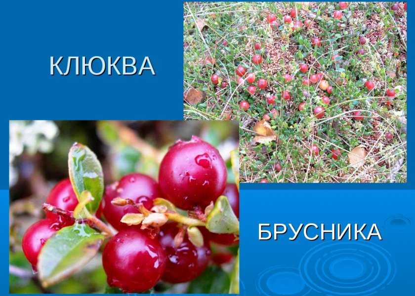 Брусника и клюква: чем отличаются и что лучше?