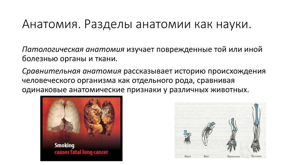 Что такое анатомия и физиология человека