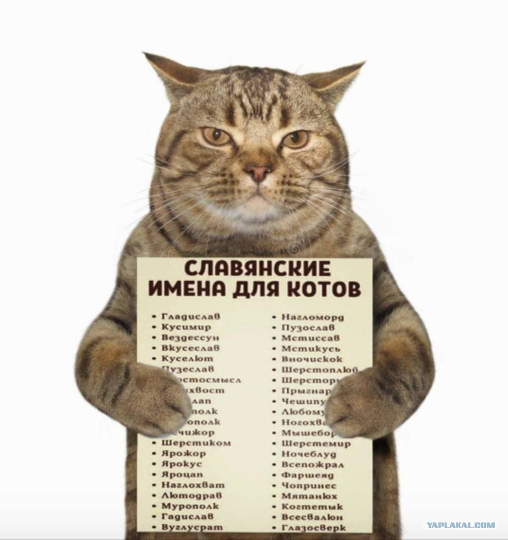 Как назвать кота