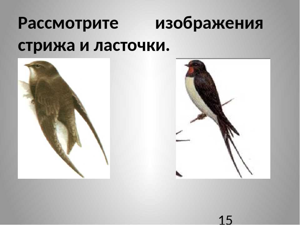 Стриж и ласточка - сходства и отличия двух птиц