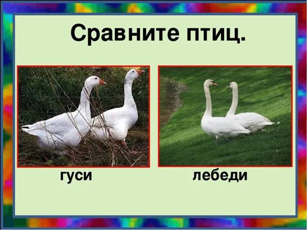Разница между гусем и лебедем