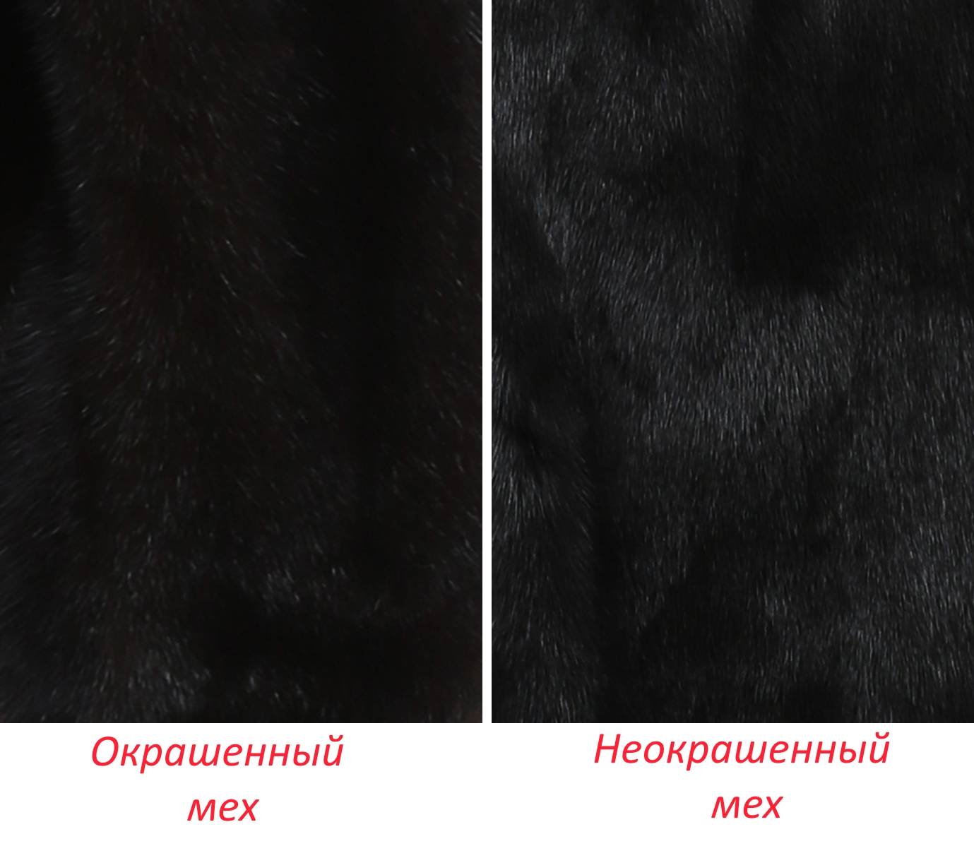 Учимся отличать настоящую норку от подделки. как отличить норку от кролика как отличить норку от кролика