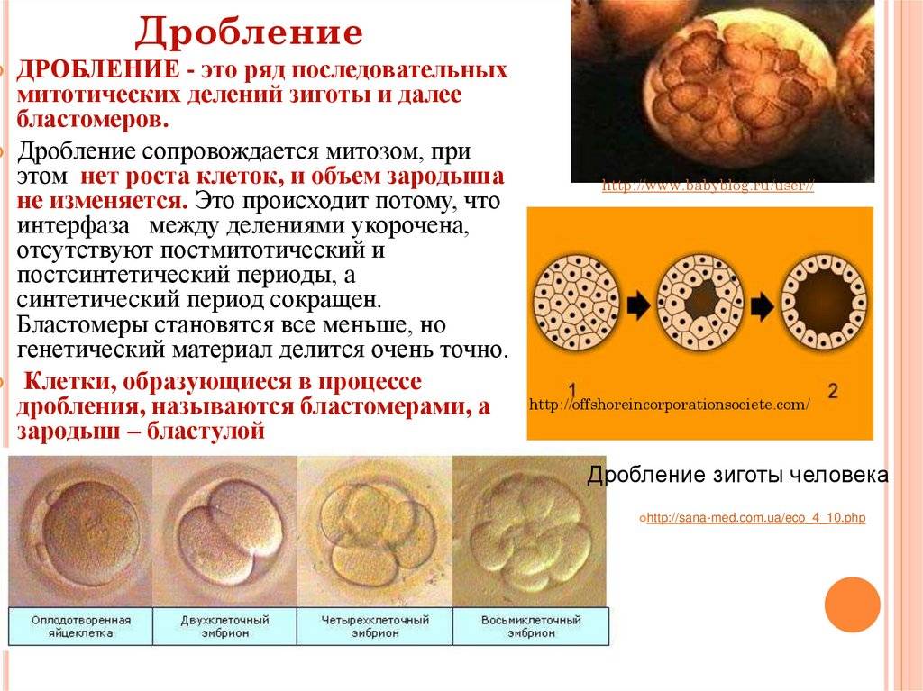 Отличия дробления от деления клеток (митоза). чем отличается дробление от обычного деления клетки