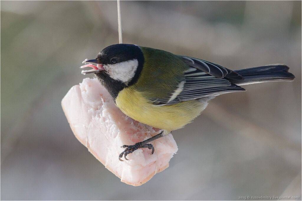 Чем питается синичка зимой. что едят синички? сейчас узнаем! меню для птичьих столовых