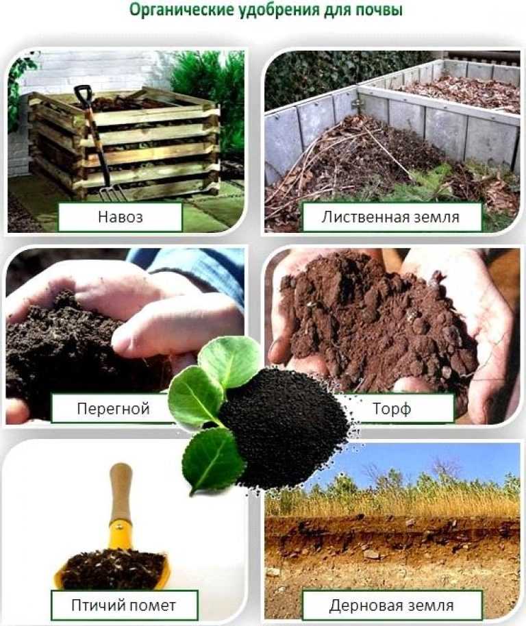 Минеральные или органические: какие удобрения лучше