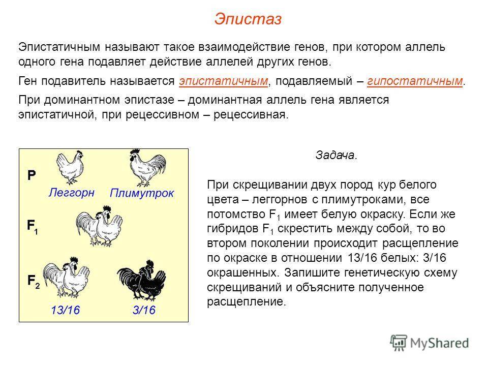Разница между доминированием и эпистазом