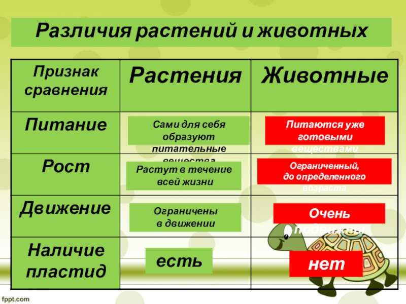 Чем животные отличаются от растений