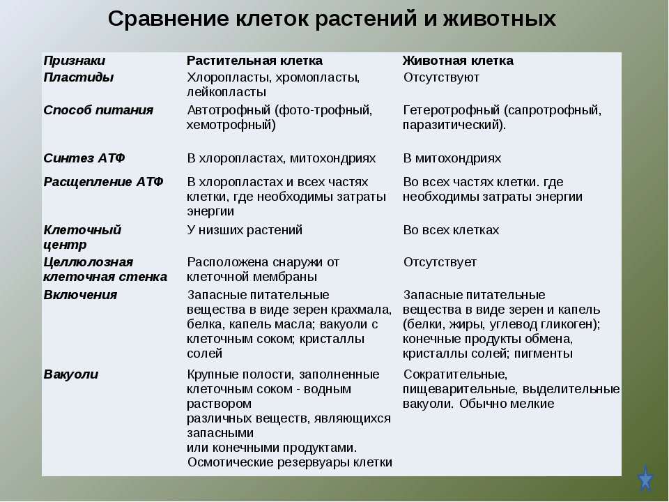 Сравнительная характеристика животной и растительной клетки таблица — от земли до неба