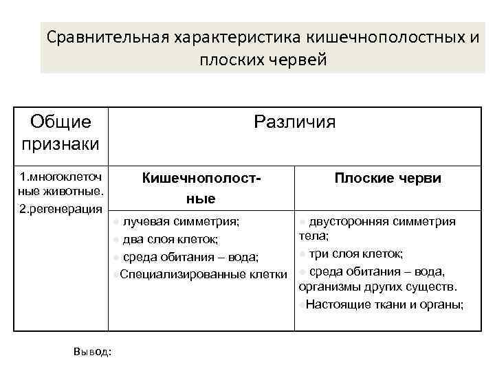 Тип плоские черви (plathelminthes)