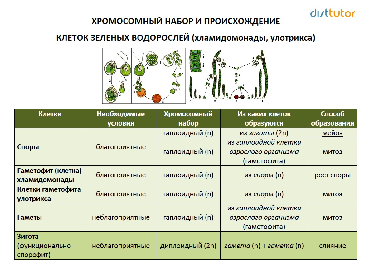 Конспект "низшие растения. водоросли" - учительpro