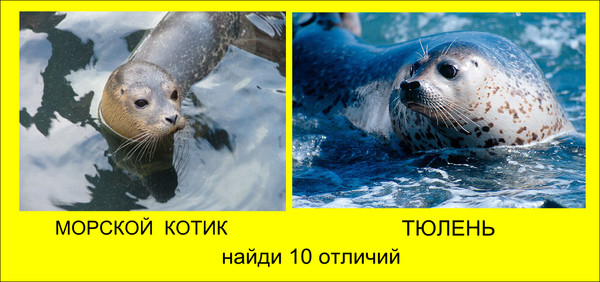 В чем отличие тюленя от морского котика (с фото) | в чем разница